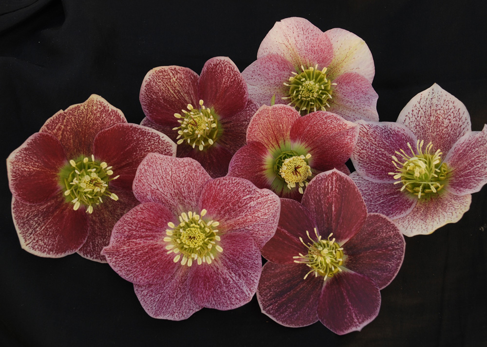 perennial_m_Pink Parachute Winter Thriller tm Hellebore .jpg